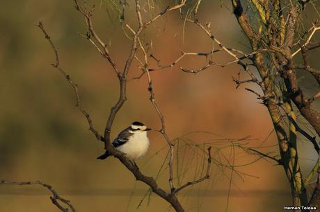 Por campos de Monte (junio de 2018)
