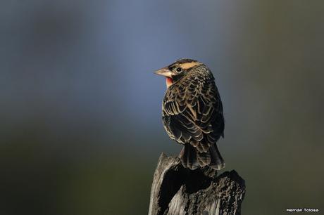 Por campos de Monte (junio de 2018)