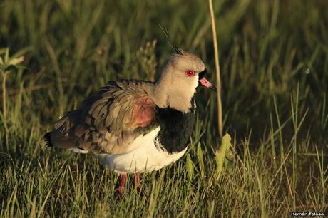 Por campos de Monte (junio de 2018)