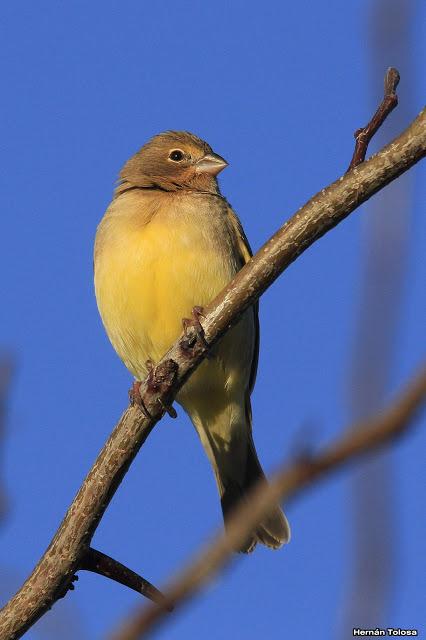 Por campos de Monte (junio de 2018)