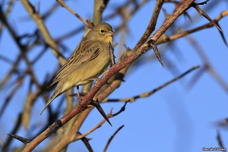 Por campos de Monte (junio de 2018)