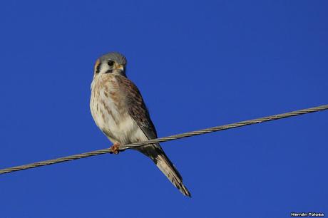 Por campos de Monte (junio de 2018)