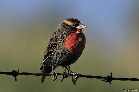Por campos de Monte (junio de 2018)
