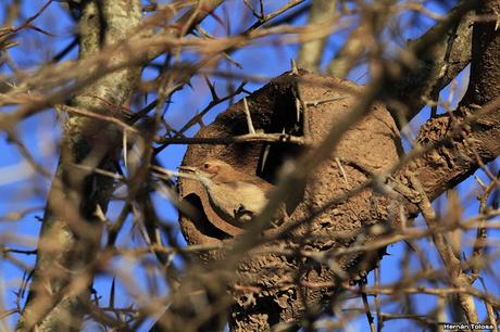 Por campos de Monte (junio de 2018)