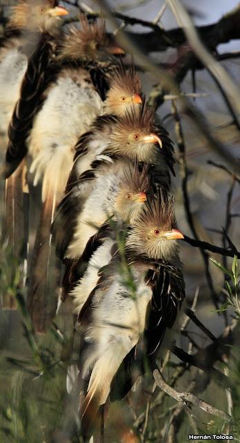 Por campos de Monte (junio de 2018)