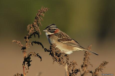 Por campos de Monte (junio de 2018)