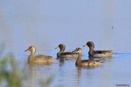 Por campos de Monte (junio de 2018)