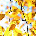 Como bajar la tensión arterial naturalmente Como bajar la tensión arterial naturalmente