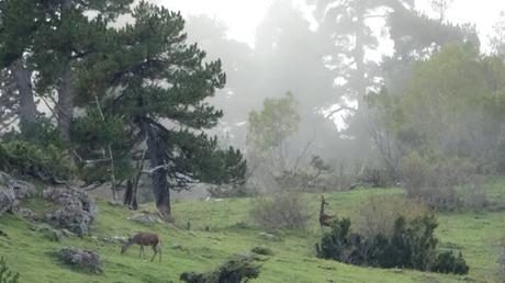 Mirador dels Orris | Parc Natural del Cadí-Moixeró