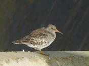 Llegan correlimos oscuros