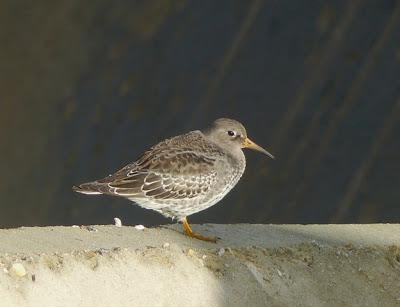Llegan los correlimos oscuros