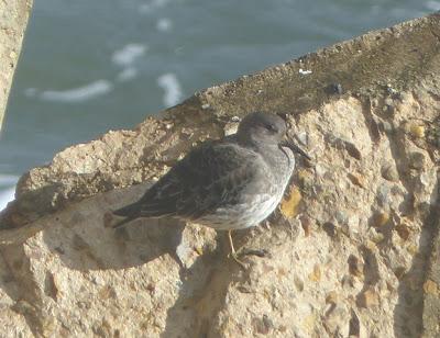 Llegan los correlimos oscuros