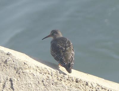 Llegan los correlimos oscuros