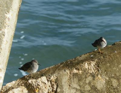 Llegan los correlimos oscuros