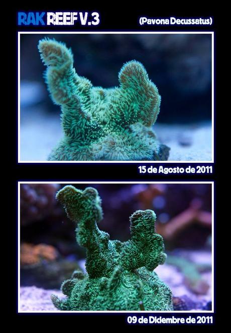 Crecimiento Corales