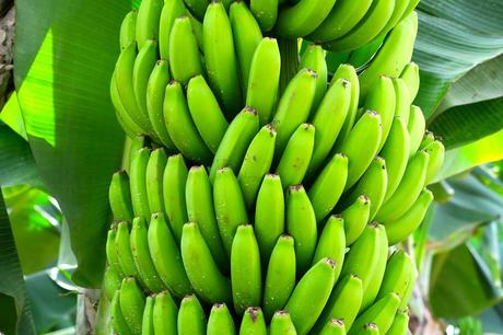 la dieta del plátano paso a paso