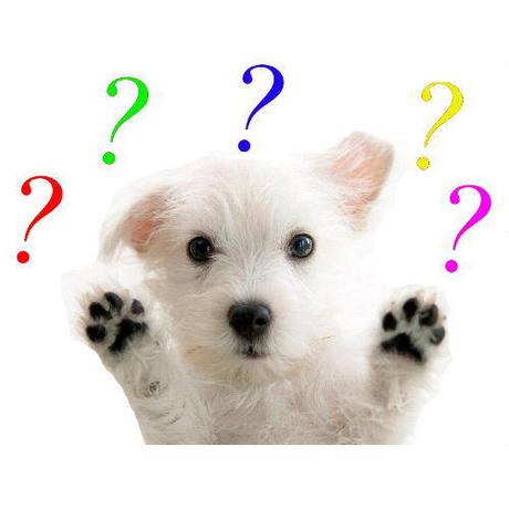 El ADN no sirve para identificar legalmente las cacas de perros El ADN no sirve para identificar legalmente las cacas de perros