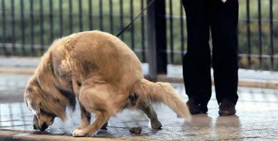 El ADN no sirve para identificar legalmente las cacas de perros