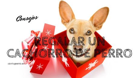 Regalar un cachorro de perro