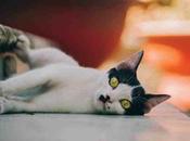 Intuición Estar Coherencia Instinto