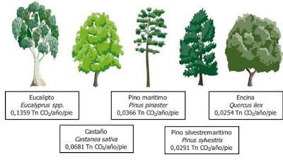 El bosque, fuente y forma de vida