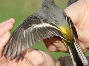 LAVANDERA CASCADEÑA,