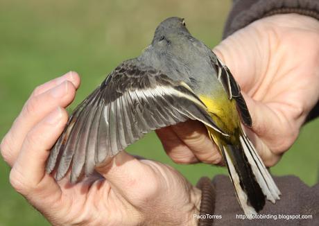 LAVANDERA CASCADEÑA, Ad.