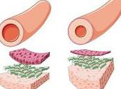 Identifican jugador clave regulación presión arterial