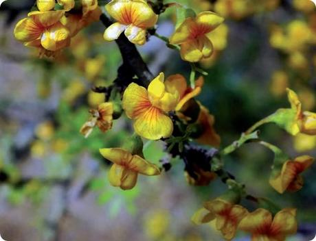 Las especies características de la flora del Parque Nacional Lihue Calel (La Pampa): Arboles
