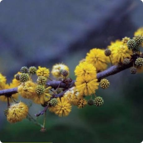 Las especies características de la flora del Parque Nacional Lihue Calel (La Pampa): Arboles