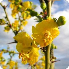 Las especies características de la flora del Parque Nacional Lihue Calel (La Pampa): Arboles