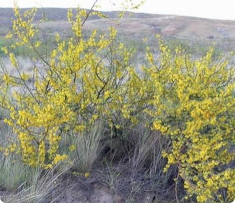 Las especies características de la flora del Parque Nacional Lihue Calel (La Pampa): Arboles