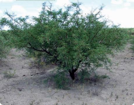 Las especies características de la flora del Parque Nacional Lihue Calel (La Pampa): Arboles