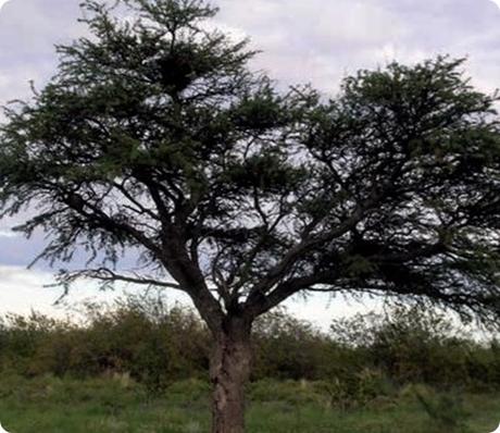 Las especies características de la flora del Parque Nacional Lihue Calel (La Pampa): Arboles