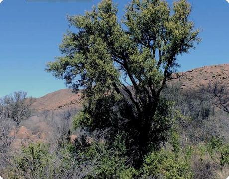 Las especies características de la flora del Parque Nacional Lihue Calel (La Pampa): Arboles