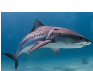 Tiburón Tiburón