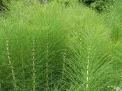 Cola Caballo: Beneficios, cómo peligros