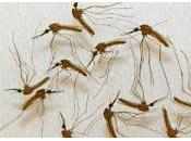 Desarrollan Nueva Vacuna para eliminar Malaria