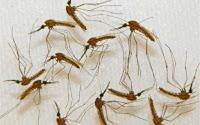 Desarrollan una Nueva Vacuna para eliminar la Malaria