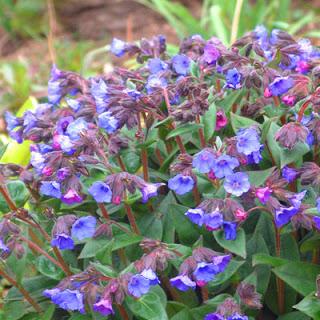 REMEDIOS NATURALES PARA CALMAR LA TOS REMEDIOS NATURALES PARA CALMAR LA TOS