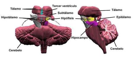 La tensión emocional y el estrés enferman el cuerpo