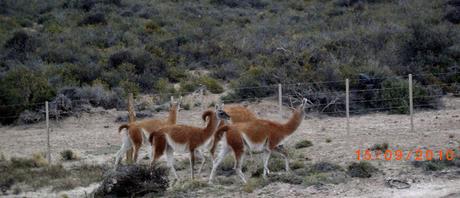 Patagonia I