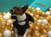 piscina bolas para perros, aristopet