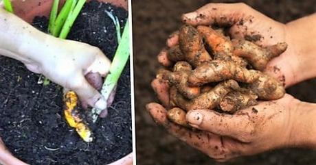 Cómo plantar Cúrcuma