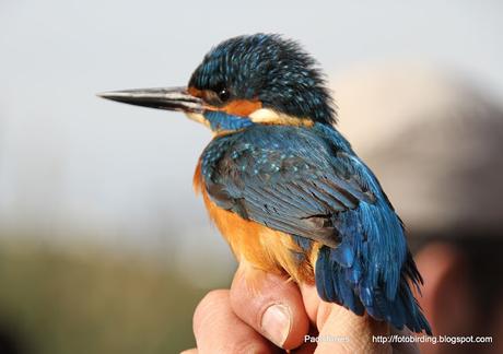 MARTÍN PESCADOR ♂ y ♀