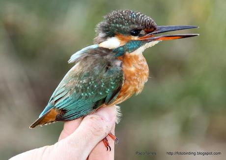 MARTÍN PESCADOR ♂ y ♀