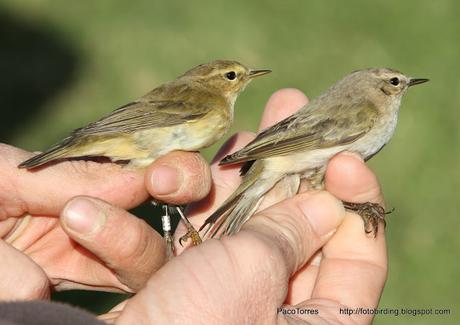 MOSQUITERO COMÚN