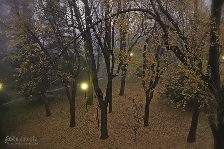 Luces mágicas entre árboles y niebla - Fotografía