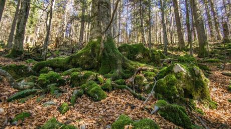 El bosque esloveno