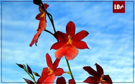 ORQUIDEA001LO+ EL TAHUR Y LA ORQUÍDEA ROJA